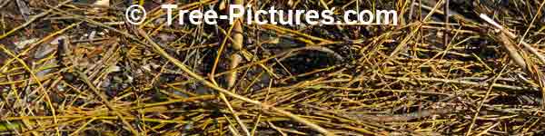 Willow Tree Twigs, New Growth Willow Branches in Spring