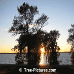Willow Tree Pictures: Willows: Weeping Willow Trees