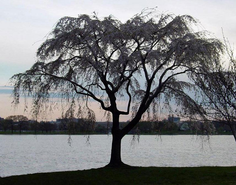 Willow Tree: Beautiful Image of Willow Tree at Sunset, we have many images of Willow Trees