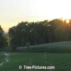 Willows: Farmers Field of Weeping Willows