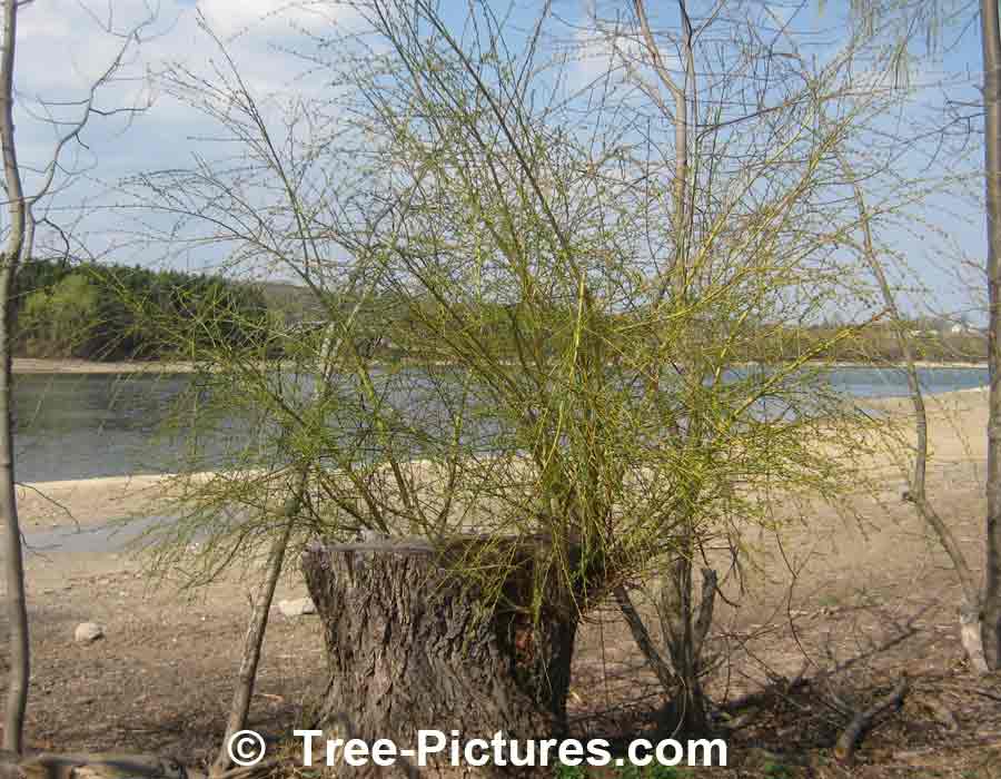 Willow Branches: Large Weeping Willow Trunk with New Willow Branch Shoots