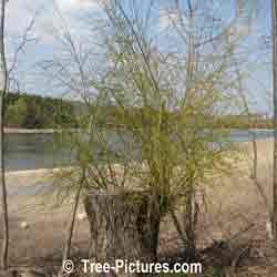 Willow Branches: Large Weeping Willow Trunk with New Willow Branch Shoots