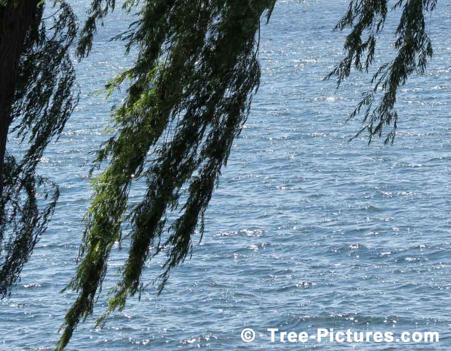 Willow Trees, weeping willow trees on the golf course in the Spring Season, we have many images of Willow Trees