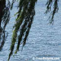 Weeping Willow Tree