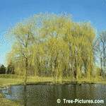 tree picture