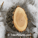 Willow Tree Wood: Willow's Branch Cross Section of Bark Branch