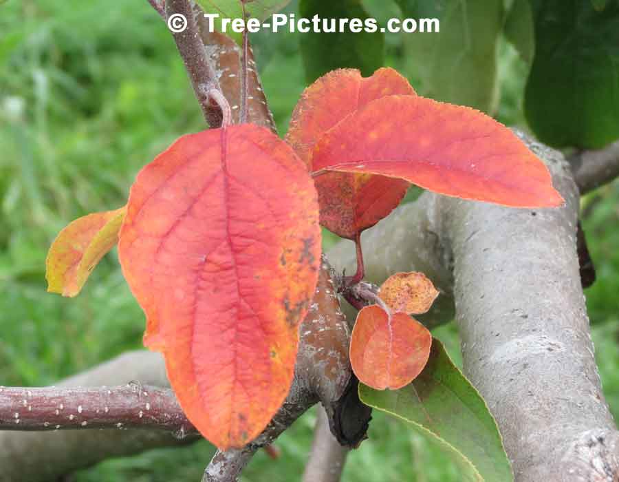 Impressive Tree Picture, Leaf Trail of Red Maple Tree Leaves