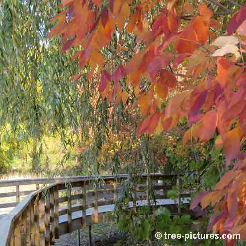 Impressive Tree Picture, Pretty Autumn Forest Board Walk Thought the Trees Branches