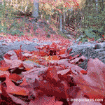 Maple Leaf: Fall Red Maple Tree Forest Leaves | Tree:Maple+Red+Autumn+Leaf at Tree-Pictures.com