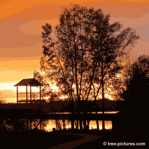 Impressive Tree Picture, Impressive Tree Sunset Photo