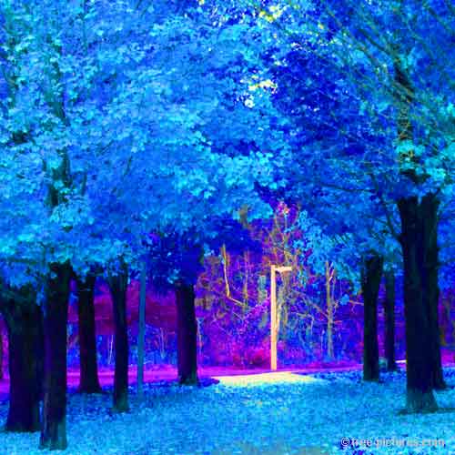Impressive Tree Picture, Urban Maple Tree Abstract