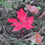 Maple Tree Leaf