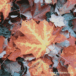 The Maple Tree LEAF