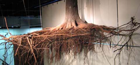 Fat Racoon Tree Picture