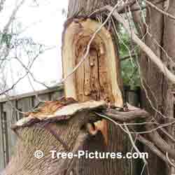 Tree Trimming Services Needed due to Insect Decay in Limb