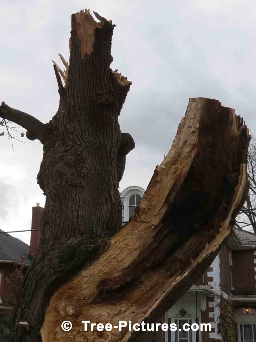 Oak Trees, Removal of Diseased Oak Tree From Neighbours Garden | Trees:Oak:Service at Tree-Pictures.com