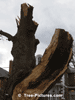 Tree Service, Cutting, Removals & Trimming