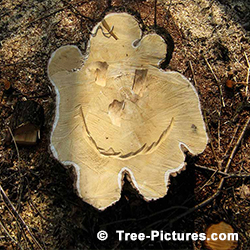 Service: Tree Cutting with Stump Smiley Face Art