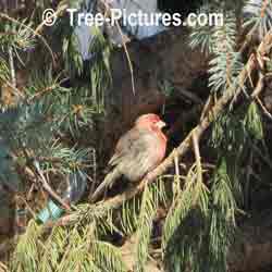 Forest Picture, Brown Forest Toad in Disguise amongst Forest Branches