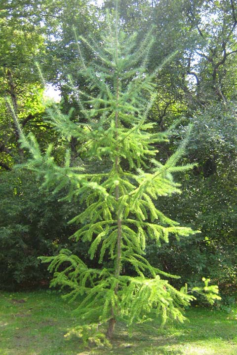 tree picture