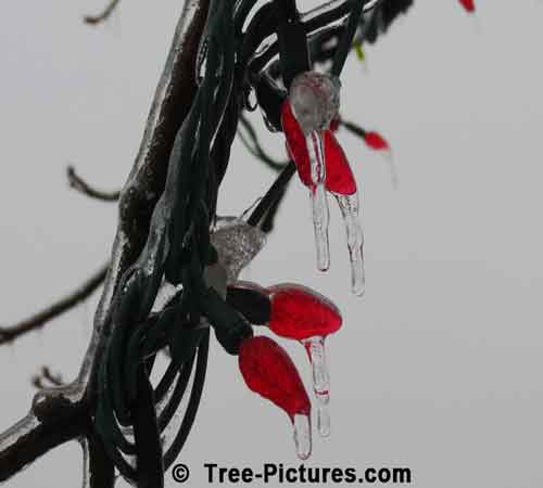 Christmas Tree: Icicles on Xmas Tree LED Lights
