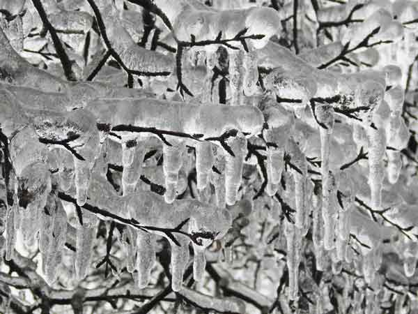 Tree Icilces: Ice Decorated on Tree Branches