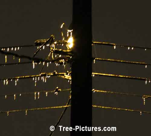 Storm Warning in Effect: Trees Beware