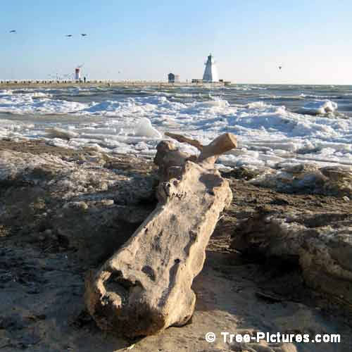 Winter Tree Pictures, Old Tree Log Washed up onto the Beach Picture
