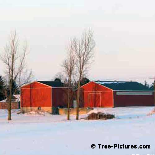 Winter Tree Pictures, Winter Trees Around the Red Farm Buildings