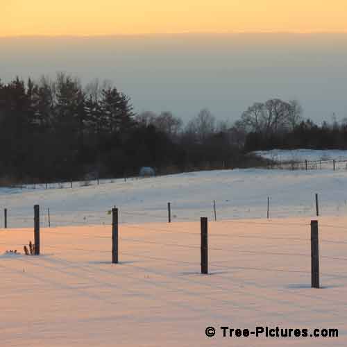 Winter Tree Pictures, Amazing Yellow Sky Image with Trees in the Background