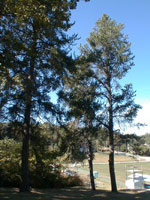 pine tree image