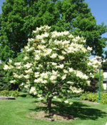 Japanese Lilac