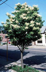 Japanese Lilac