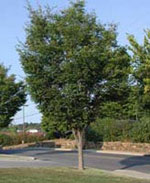 Japanese Zelkova