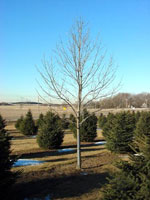 Purple Ash, Purple Autumn Ash Tree