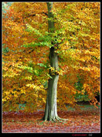 maple tree picture