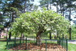 tree picture