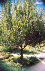 apple tree photo