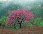 redbud tree picture