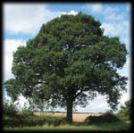 oak tree pictures