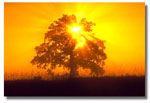 oak tree picture