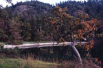 oak tree picture