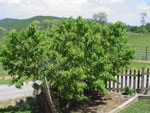 Peach Tree, Garden Peach Plant, Peach Tree Pictures, Peach Images, Photos, Pics for Peach Tree Identification