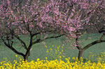 Peach Trees, Blossoming Flowering Peach Tree, Pictures, Images & Photos for Peach Tree Identification