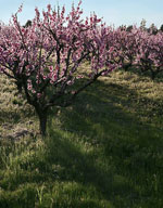 Peach Trees, Blossoming Flowering Peach Tree, Pictures, Images & Photos for Peach Tree Identification