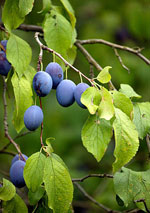 Plums, Plum Fruit Tree
