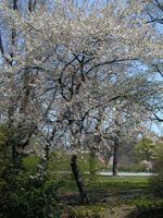 Flowering Plum Tree Picture