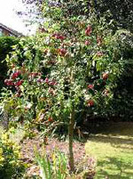 Red Plums, Fruit of the Plum Tree