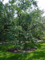 Ornamental Plum Tree