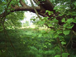 Picture of a Poplar Tree